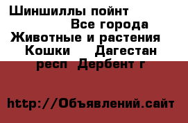 Шиншиллы пойнт ns1133,ny1133. - Все города Животные и растения » Кошки   . Дагестан респ.,Дербент г.